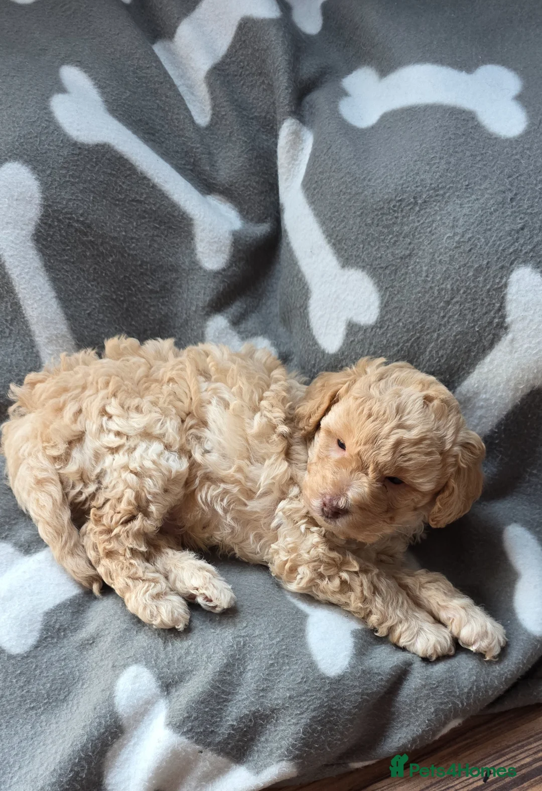 Toy Poodle dogs for sale: Gorgeous teddy bear toy poodle  in Elland - Advert 2