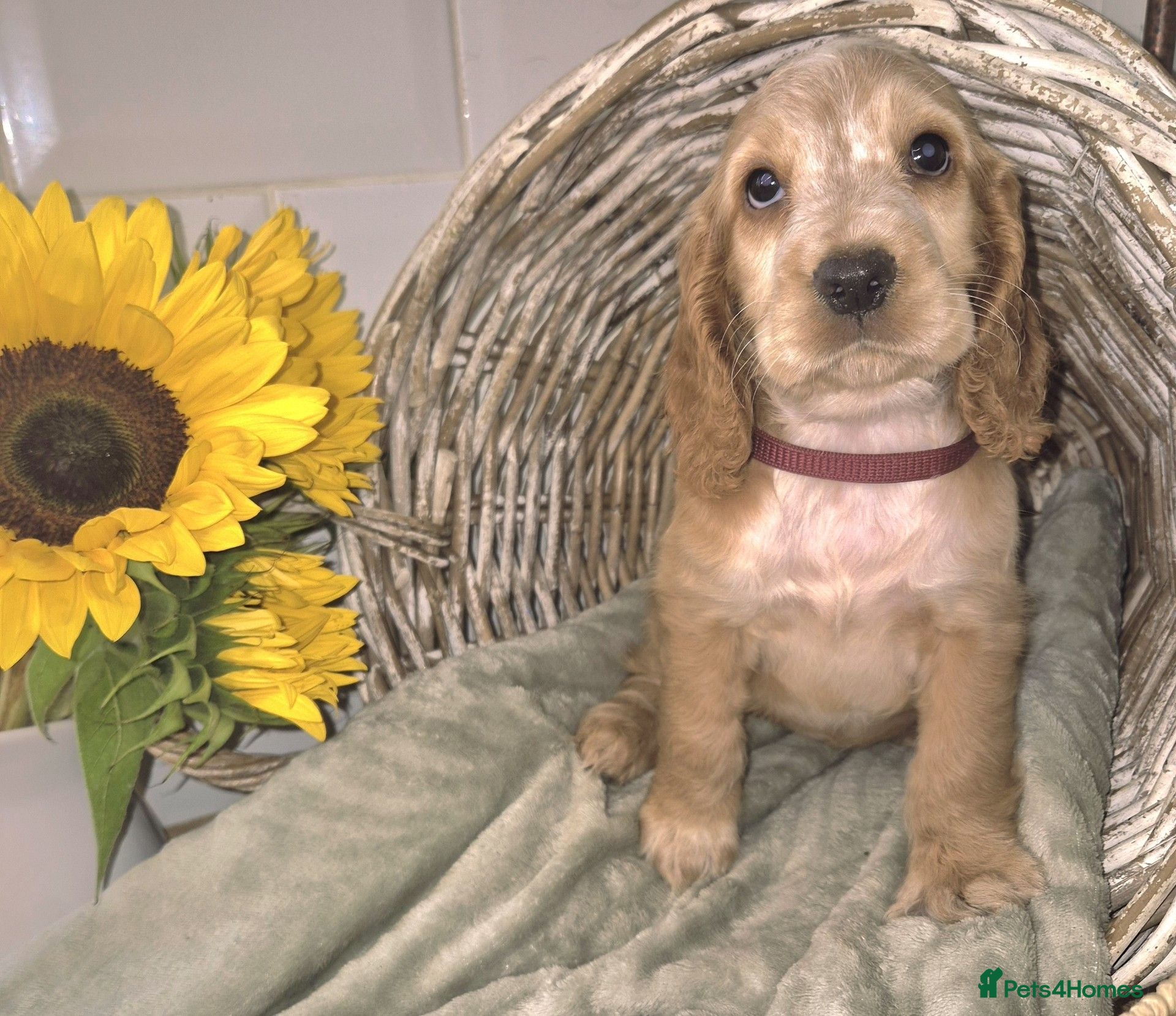 Cocker Spaniel dogs Ready Today! Show Type Cocker Spaniels  - Advert 1