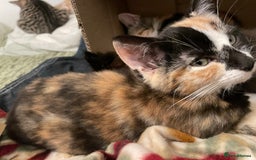 Mixed Breed cats for sale: 😻friendly kittens looking for forever homes - Image 7