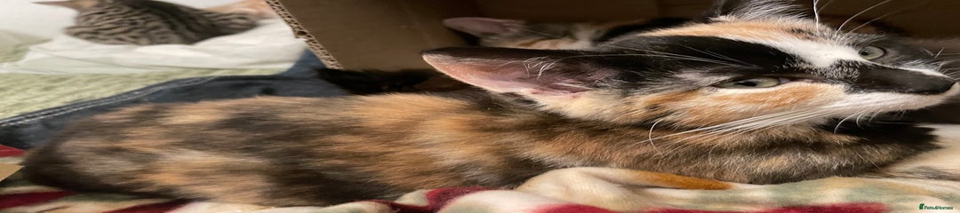 Mixed Breed Kitten 3