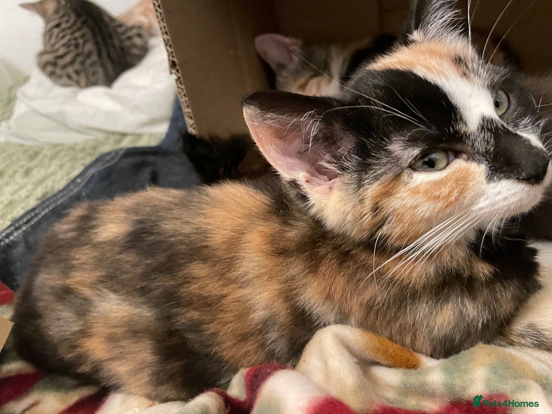 Mixed Breed cats for sale: 😻friendly kittens looking for forever homes - Image 7