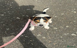 Jack Russell dogs for sale: Little jack Russel puppy  - Image 3
