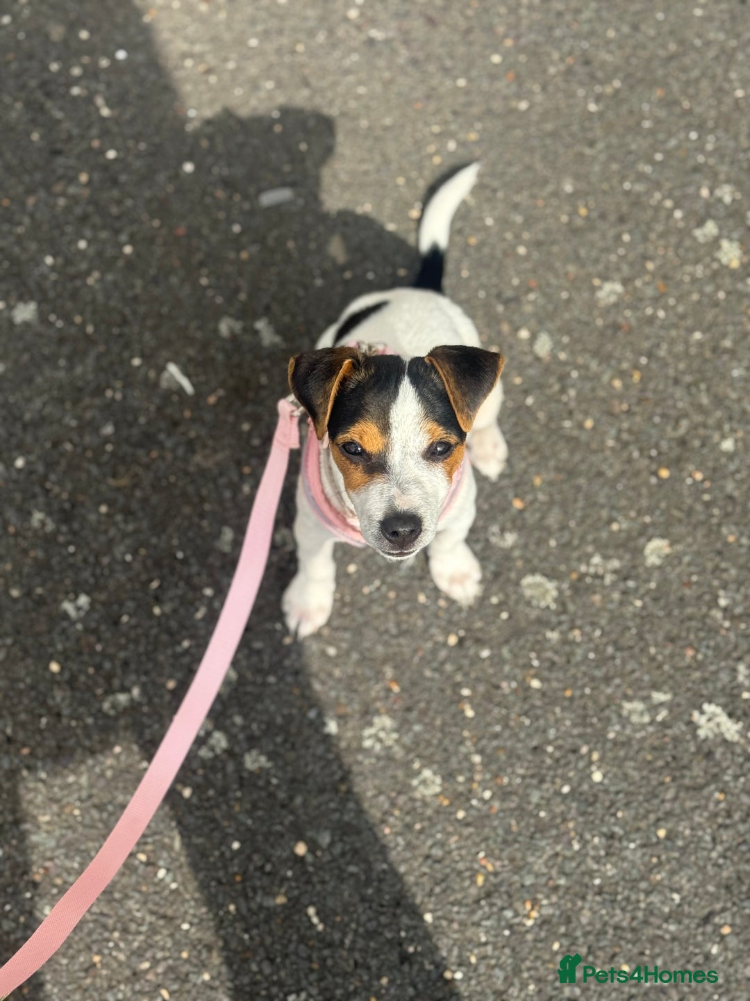 Jack Russell dogs for sale: Little jack Russel puppy  - Image 3