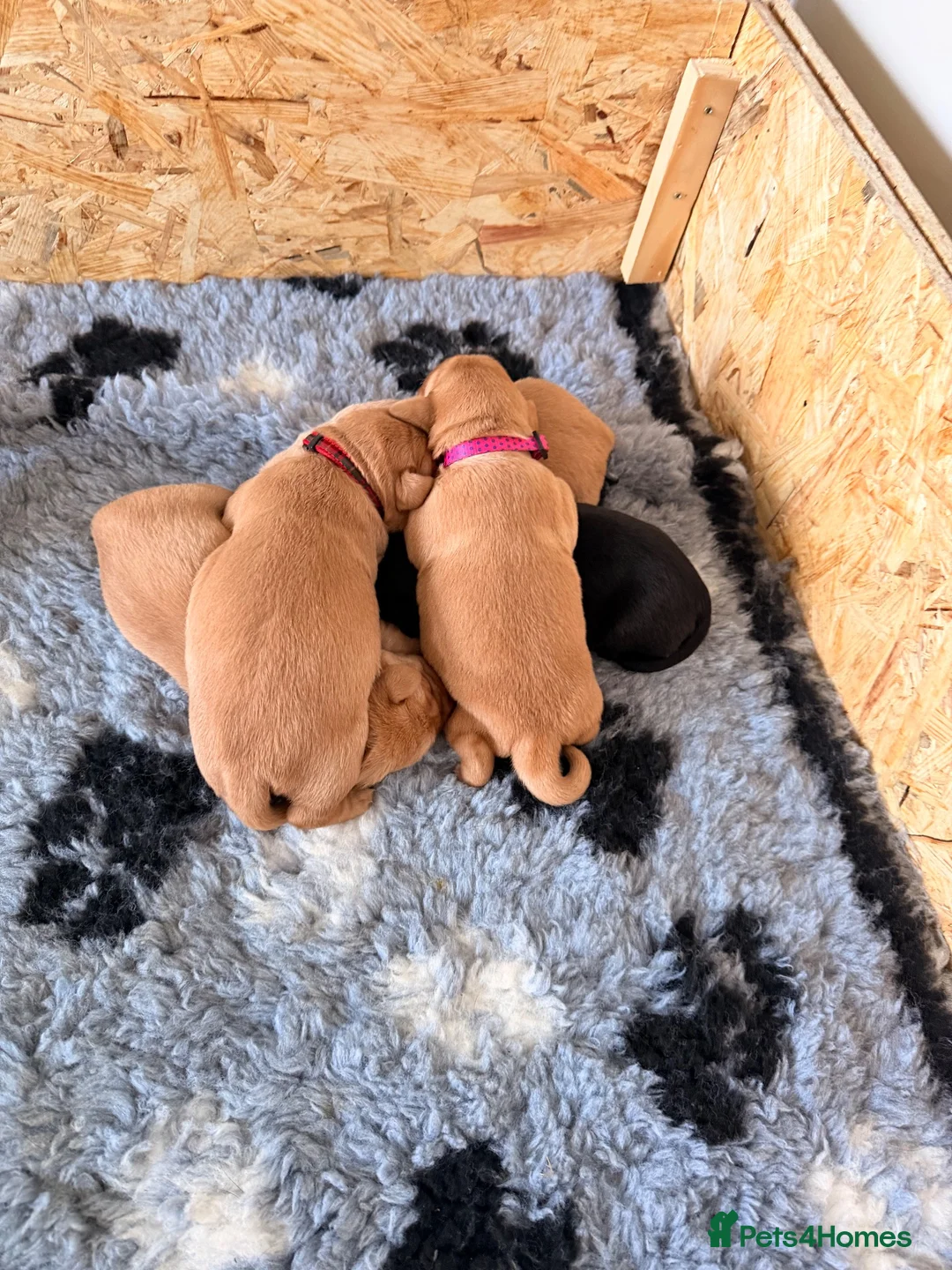 Labrador Retriever dogs for sale: KC Reg Labradors  - Advert 8