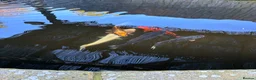 Koi Carp fish for sale: 5 koi for sale in Sandy - Advert 1
