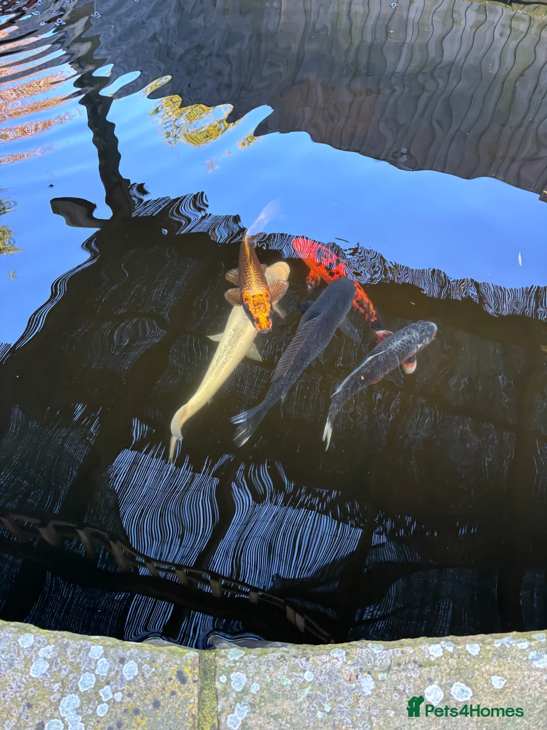 Koi Carp fish for sale: 5 koi for sale in Sandy - Advert 1