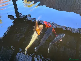 Koi Carp fish 5 koi for sale in Sandy - Advert 1