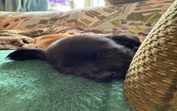 Chihuahua dogs for sale: Chihuahua X Puppies - Image 21