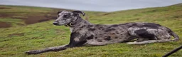 Lurcher dogs for stud: Collie Whippet Greyhound - Moss For Stud - Advert 3