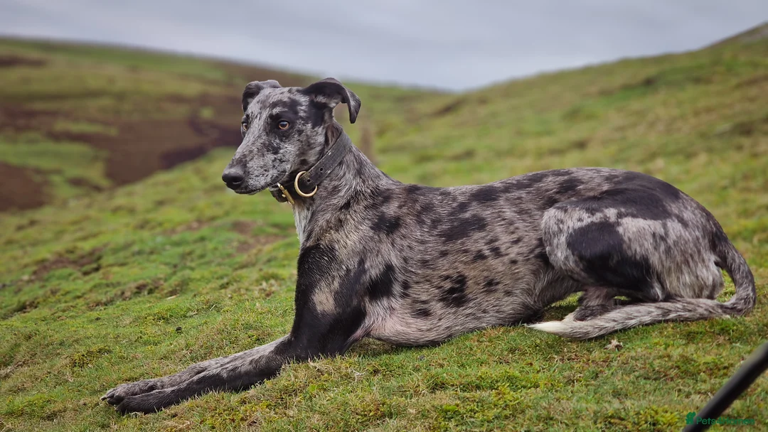 Lurcher dogs for stud: Collie Whippet Greyhound - Moss For Stud - Advert 3