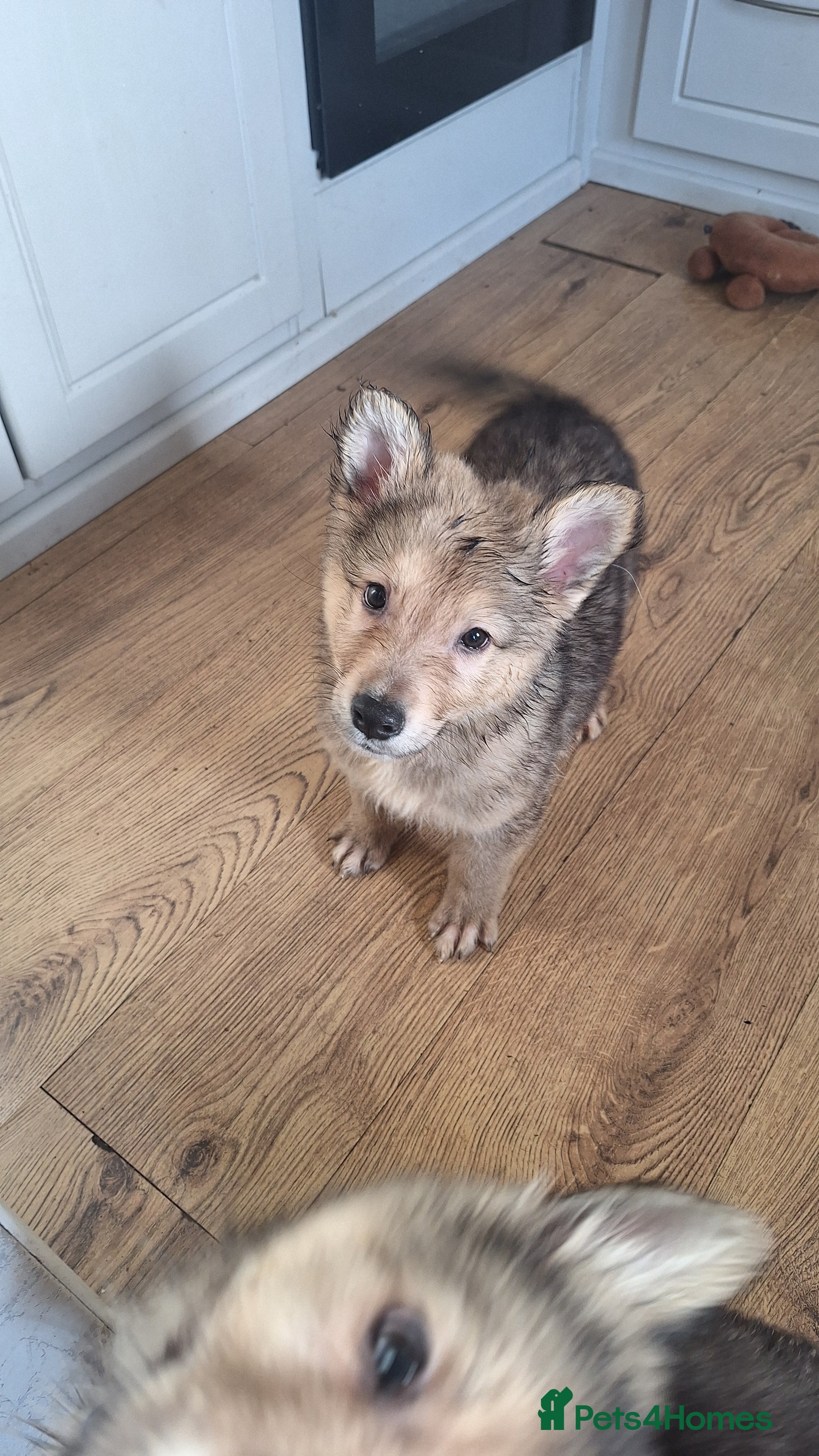 Mixed Breed dogs Shollie Pups - Advert 2
