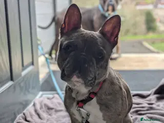 French Bulldog dogs Merle French bulldog - Advert 16