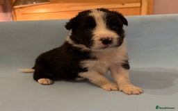 Border Collie dogs for sale: Beautiful border collie pups  - Image 7