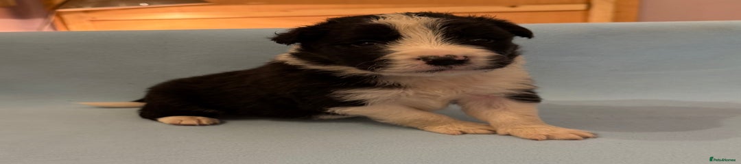 Border Collie Puppy 6