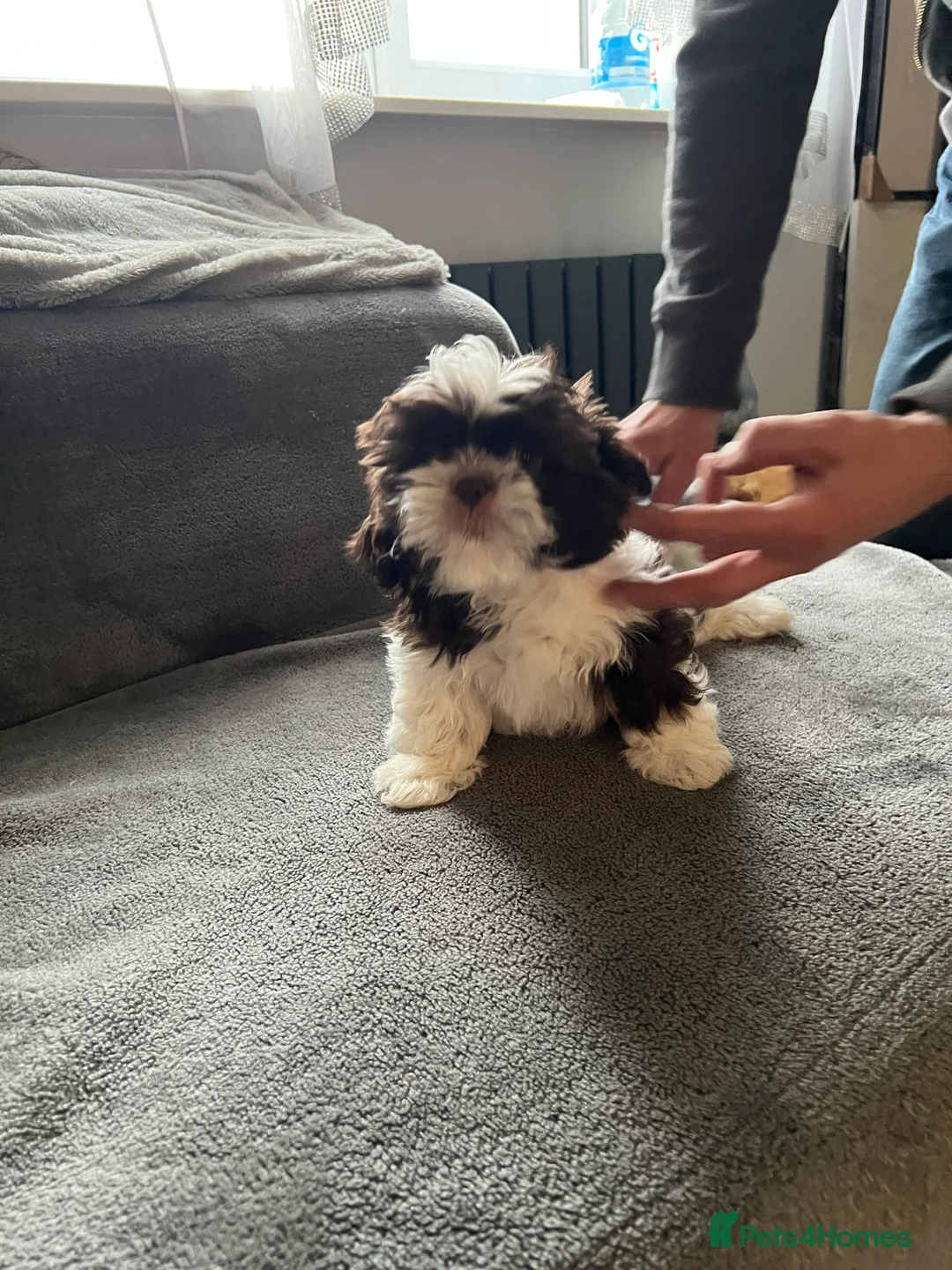 Shih Tzu dogs for sale: Shih Tzu - Advert 1