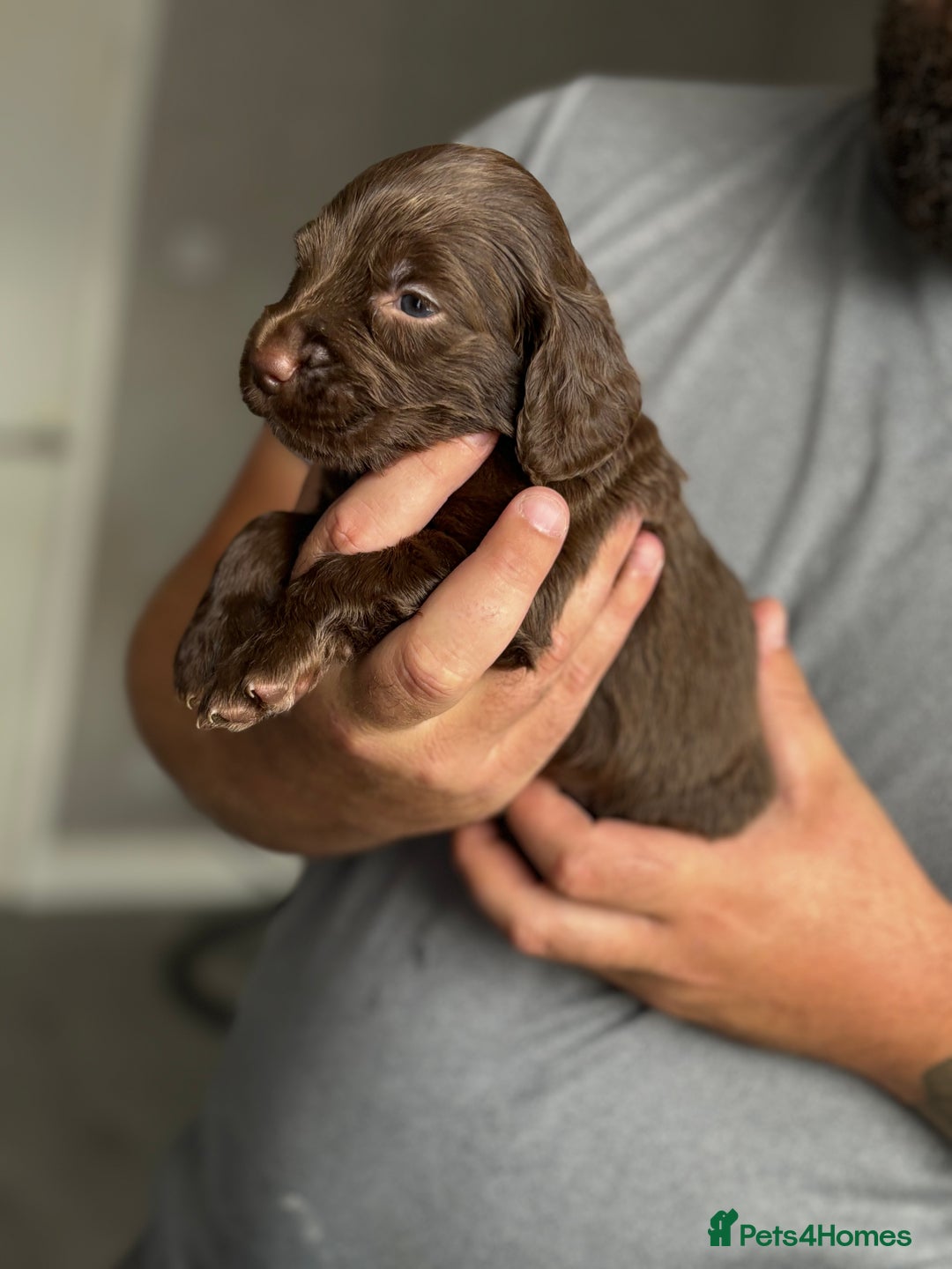 Cockapoo dogs for sale: OUTSTANDING FB1 COCKAPOOS - Image 5