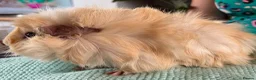 Guinea Pig rodents for sale: Beautiful, healthy, friendly brother guinea pigs - Advert 15
