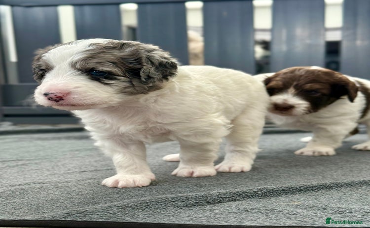 Bernedoodle dogs - Advert 1