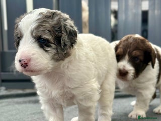 Bernedoodle dogs - Advert 2