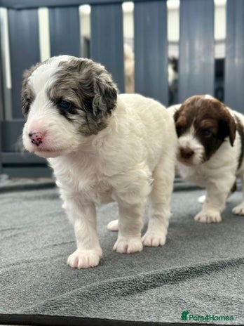 Bernedoodle dogs - Advert 1