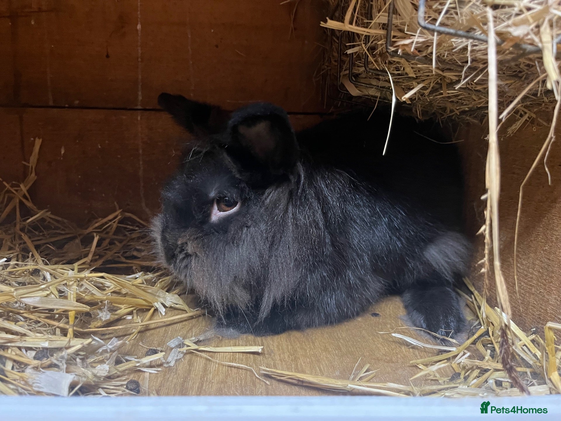 Lionhead rabbits lionheads  boy looking for new home  - Advert 1