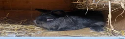 Lionhead rabbits for sale: lionheads  boy looking for new home  - Advert 1