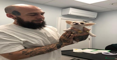 Chihuahua dogs - Advert 13