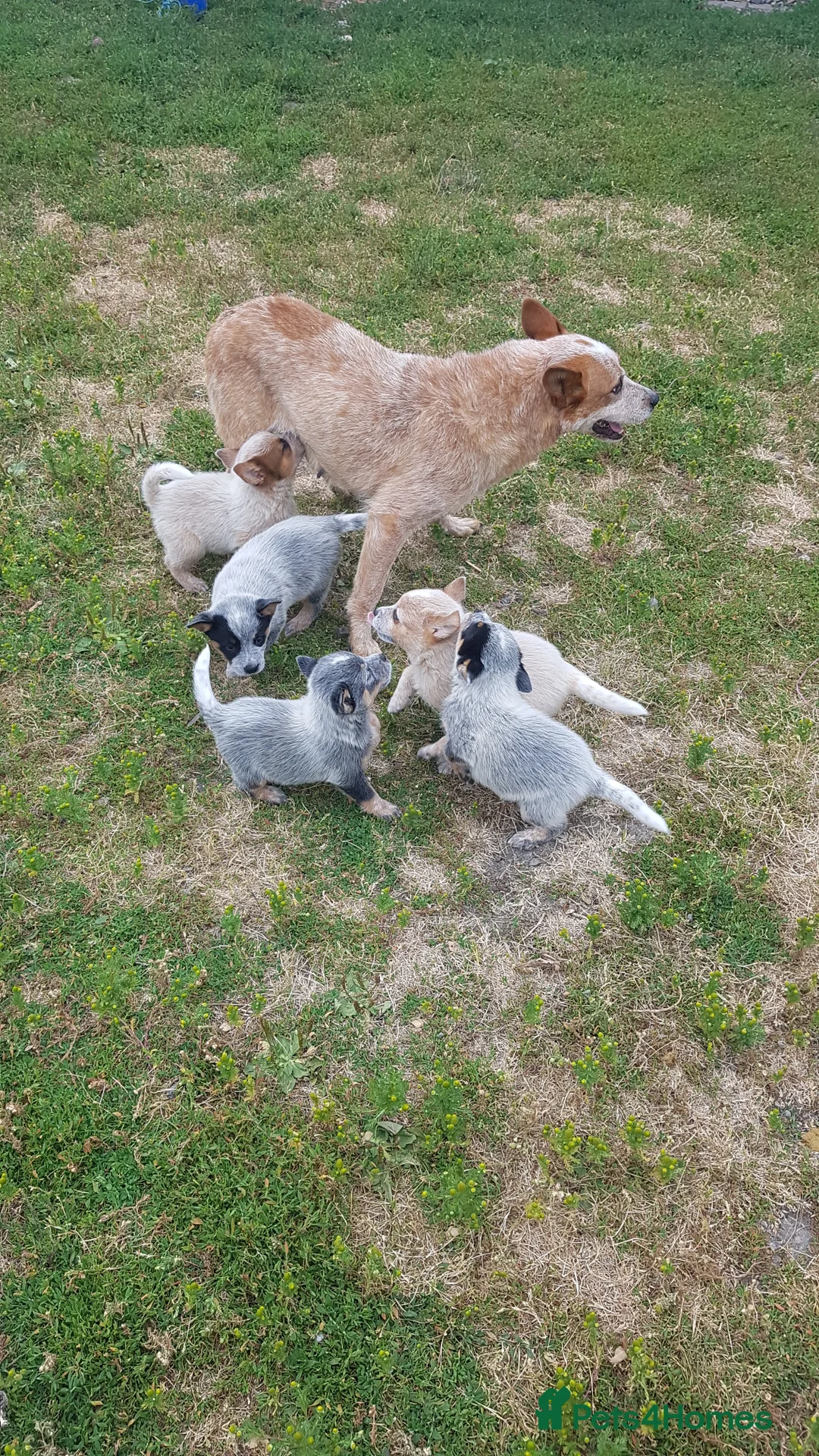 Australian Cattle Dog dogs for sale: 6 Stunning KC Australian cattle dog puppies  - Advert 1