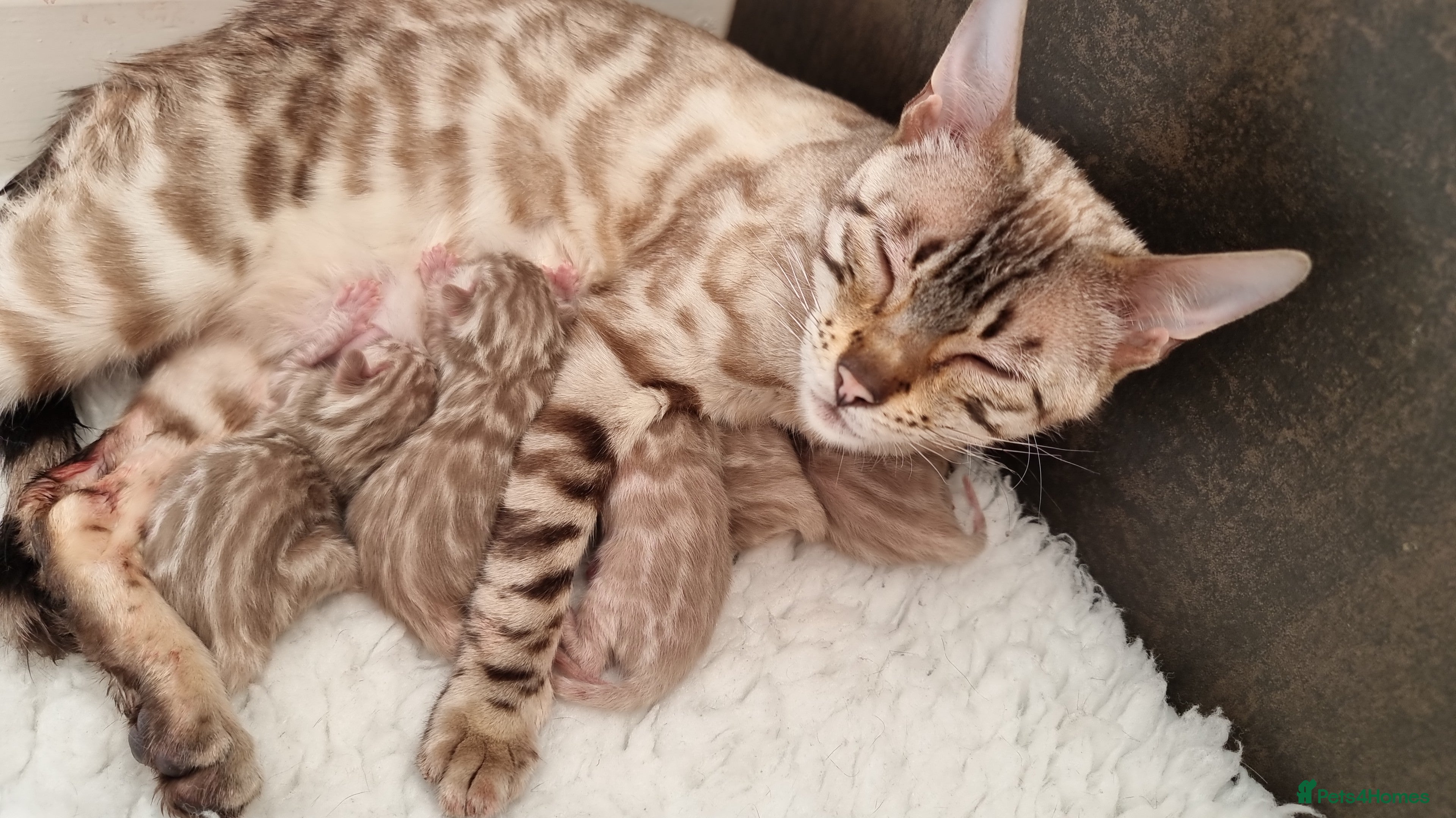 Bengal cats 12 month old female Bengal ready to leave - Advert 2