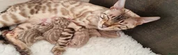 Bengal cats for sale: 12 month old female Bengal ready to leave - Advert 2