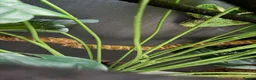 Chameleon reptiles for sale: Male veiled Chameleon with complete set up in Craven Arms - Advert 5