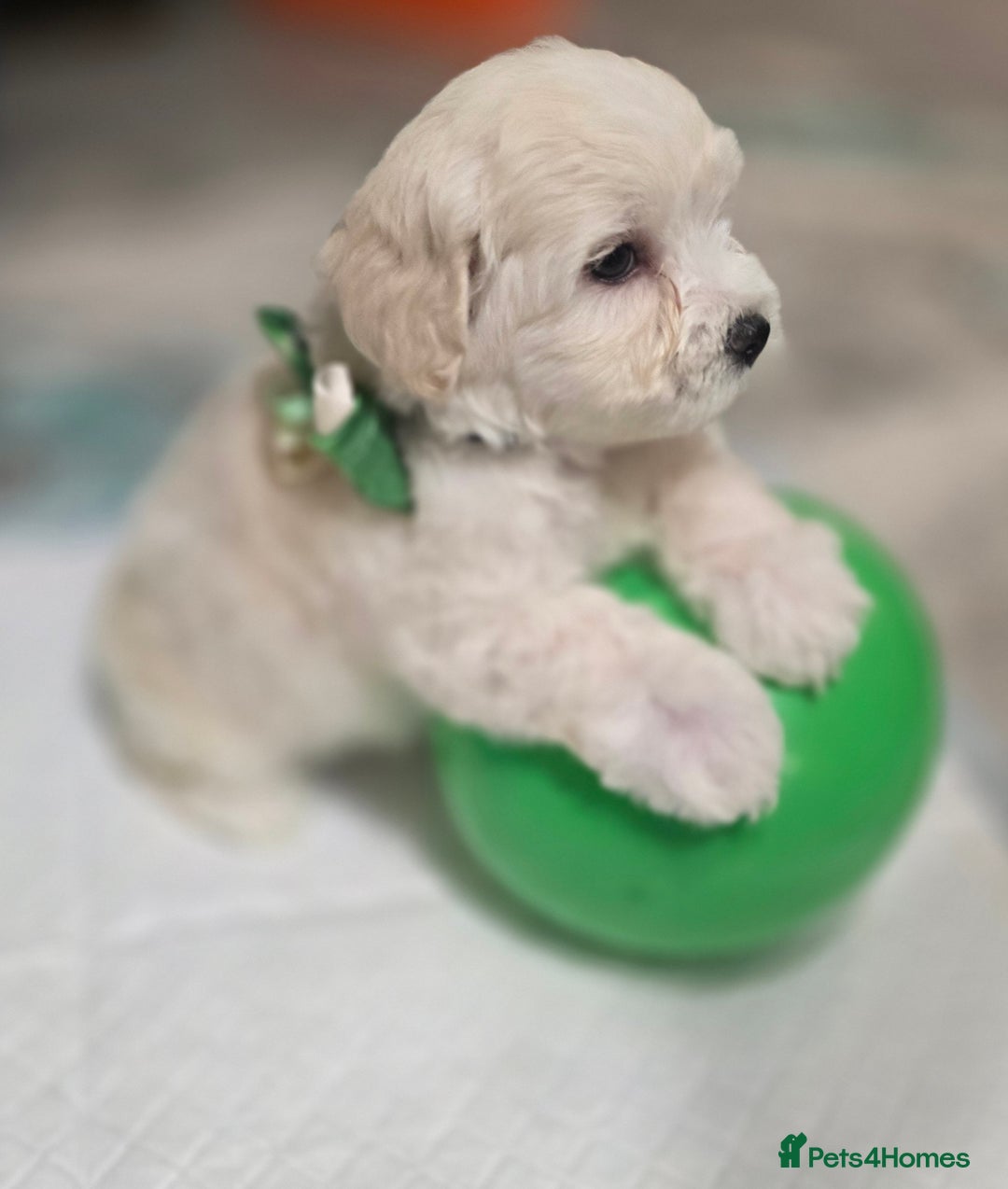 Bichon Frise dogs for sale:  Adorable Bichon puppies 🐶 🩷🩷🩷 - Advert 3