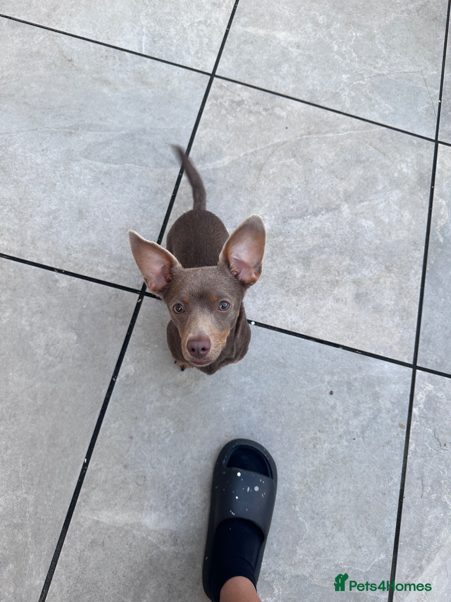 Mixed Breed dogs Dameranian Pomeranian/miniature dachshund  - Advert 13
