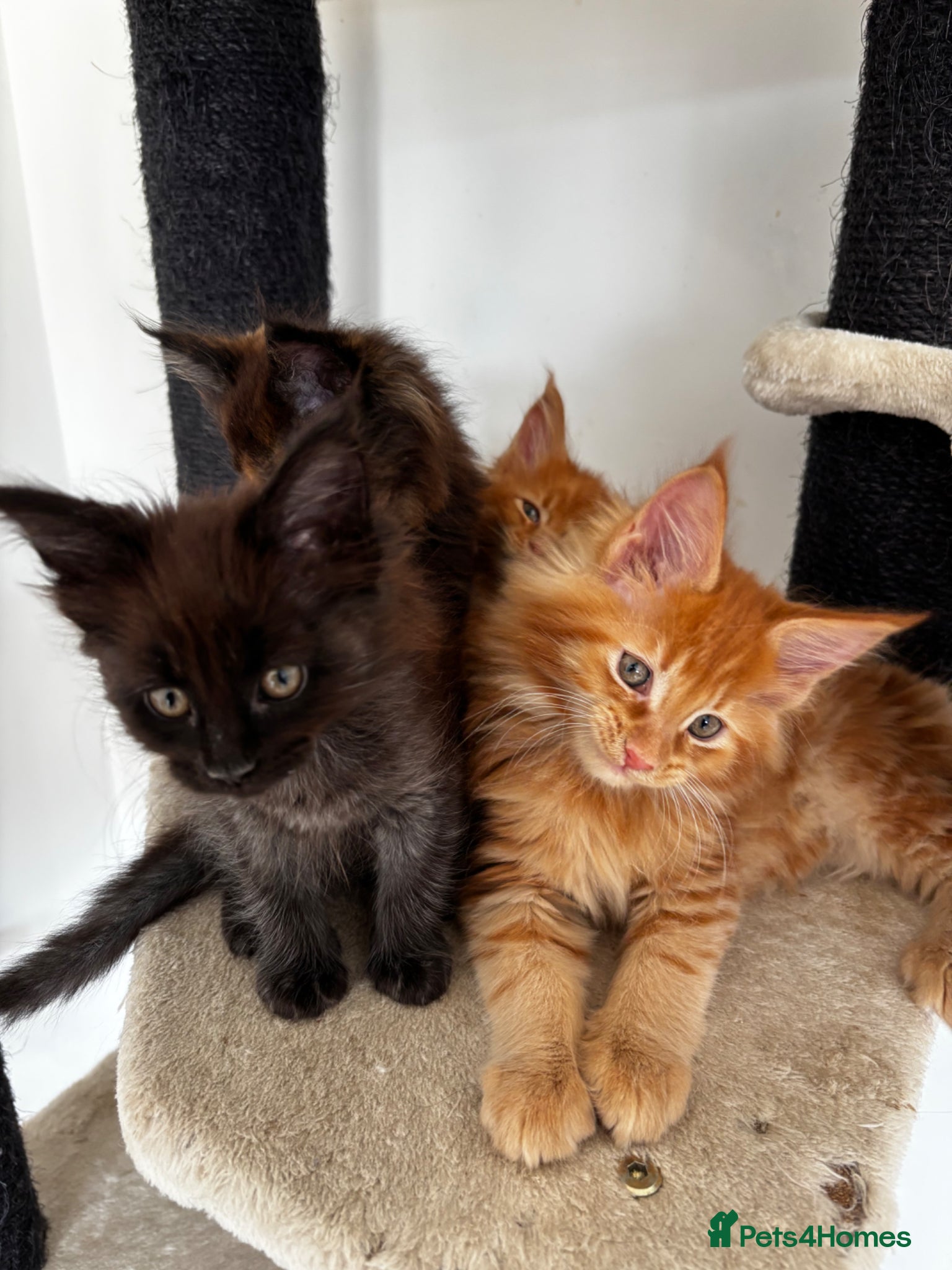 Maine Coon cats 7 adorable Pure Bred Mainecoon - Advert 1
