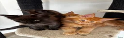 Maine Coon cats for sale: 7 adorable Pure Bred Mainecoon - Advert 1