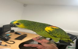 Parrots birds for sale: Hand Reared Baby Blue Fronted Amazons  - Image 2