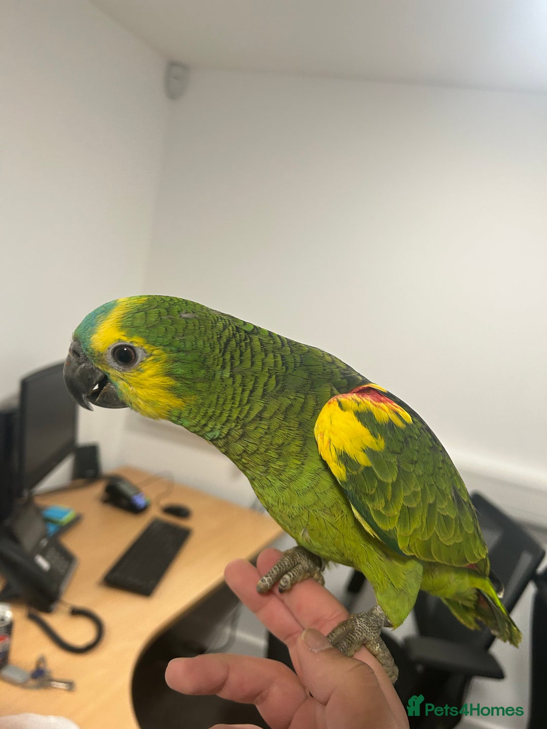 Parrots birds for sale: Hand Reared Baby Blue Fronted Amazons  - Image 2