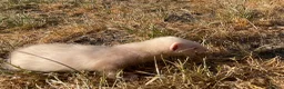 Ferret rodents for sale: Ferret kits for sale - Advert 6