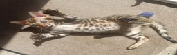 Bengal cats for sale: Cuddly and beautiful pedigree bengal kittens - Advert 20