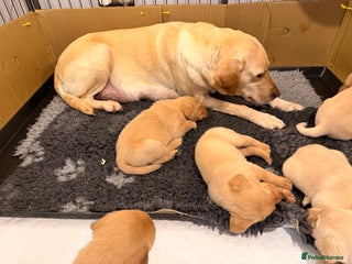 Labrador Retriever dogs Stunning Labrador puppies - Advert 6