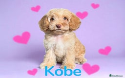 Cockapoo dogs for sale: ⭐️REDUCED⭐️READY NOW⭐️ chocolate DNA clear F1 - Image 1