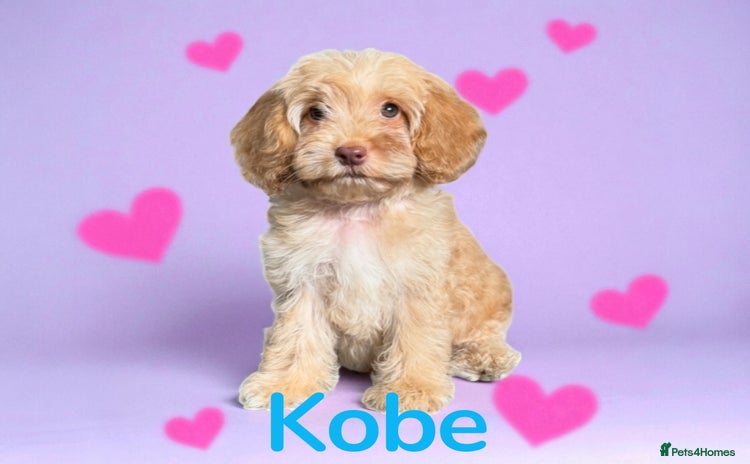 Cockapoo dogs - Advert 11