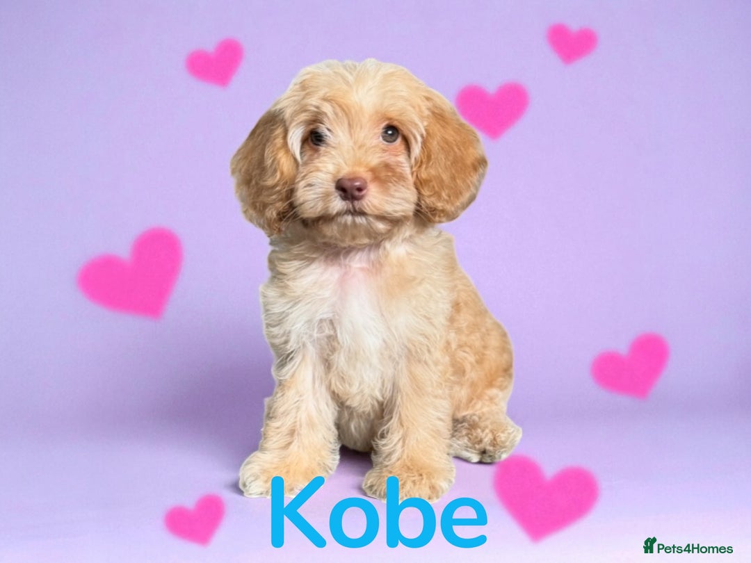 Cockapoo dogs for sale: ⭐️REDUCED⭐️READY NOW⭐️ chocolate DNA clear F1 - Image 1
