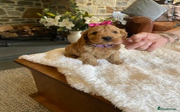 Cockapoo dogs for sale: READY TO GO :Gorgeous litter of  F1 Cockapoo’s - Image 4