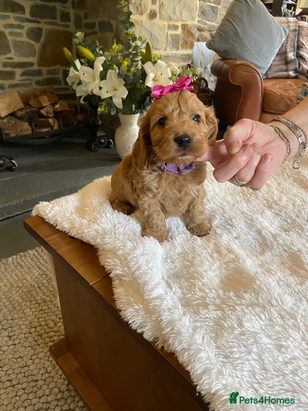 Cockapoo dogs for sale: READY TO GO :Gorgeous litter of  F1 Cockapoo’s - Image 4