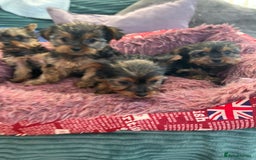 Yorkshire Terrier dogs for sale: Stunning Yorkshire terriers - Image 7