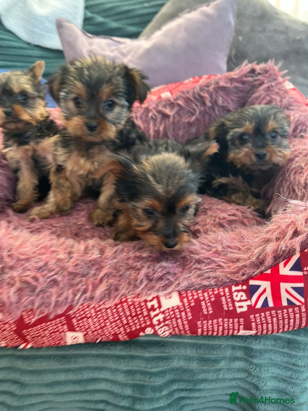 Yorkshire Terrier dogs for sale: Stunning Yorkshire terriers - Image 7