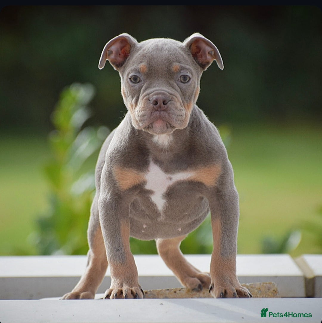 Old Tyme Bulldog dogs for sale: Why Settle for Less? 5⭐️Rated, 23 Years Experience - Image 5
