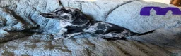 Mixed Breed dogs for sale: Gorgeous cheeky daxi x pups  - Advert 18