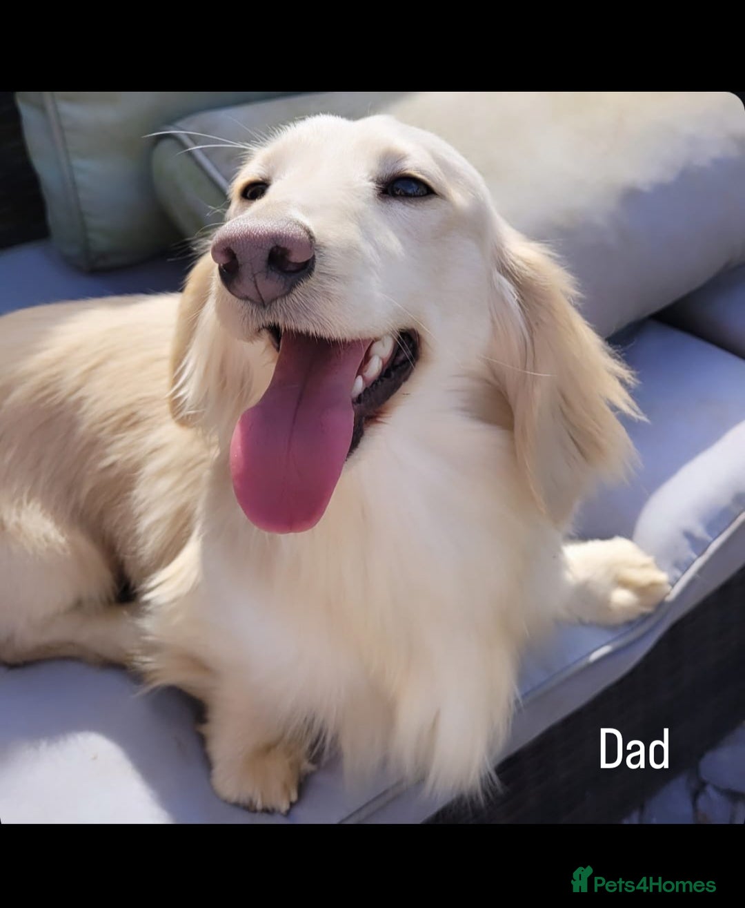Miniature Dachshund dogs for sale: 2 Beautiful cream dachshunds  - Image 11
